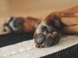 Vue sur des pattes de chien