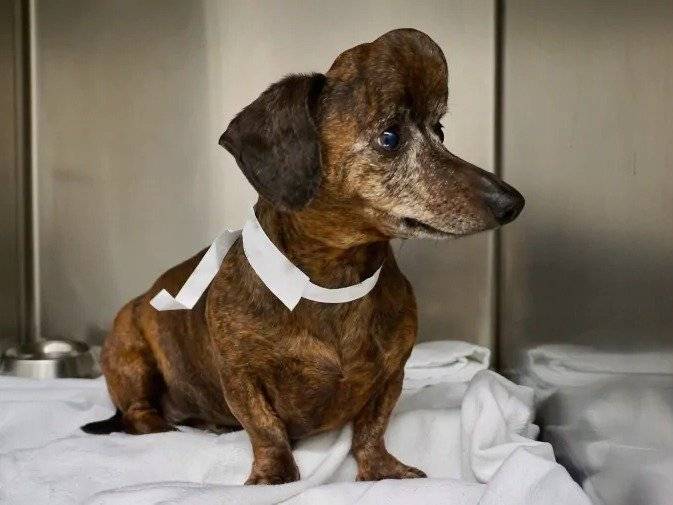 La tumeur cérébrale chez le chien : symptômes, traitement...