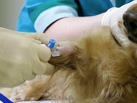 La maladie d'Addison chez le chien : symptômes, traitement...