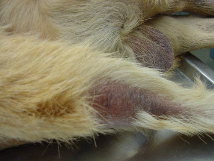 L'hypothyroïdie chez le chien : symptômes, traitement...