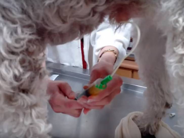 Le diabète insipide chez le chien : symptômes, traitement...