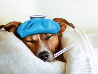 Un Jack Russell fiévreux avec une bouillotte et un thermomètre