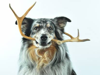 Chien tenant un bois de cerf dans sa gueule