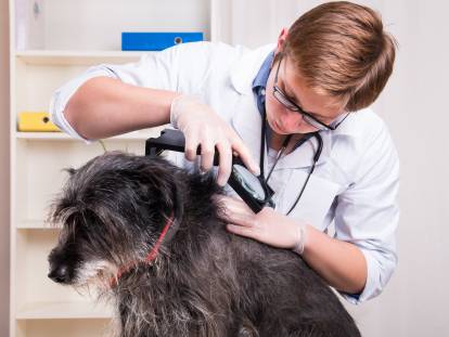 Un vétérinaire recherche des parasites sur le dos d'un chien