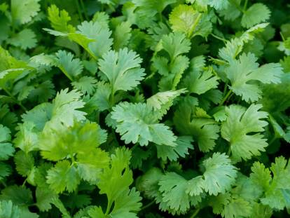 Des plants de coriandre en gros plan