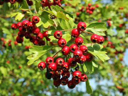Des fruits d'aubépine sauvage