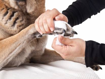 Une femme fait un pansement à la patte d'un chien