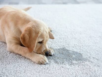 Un chiot Labrador a fait pipi sur le tapis