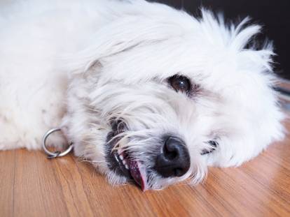 Un chien inconscient est couché sur le sol