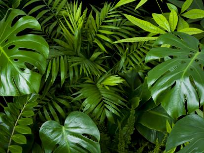 Différentes plantes nocives pour les chiens