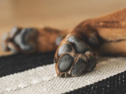 Vue sur des pattes de chien