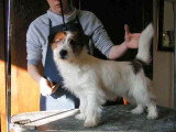 Le toilettage du Jack Russell Terrier