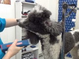 Des conseils pour toiletter le nez et les pieds d'un caniche