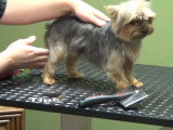 Conseils de toilettage pour un Yorkshire Terrier