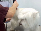 Comment toiletter un Westie - Le corps