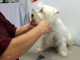 Comment toiletter un Westie - La tête