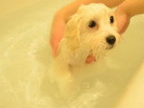 Premier bain pour un Coton de Tulear