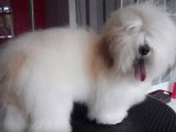 C'est l'heure du toilettage pour Glenn un Coton de Tuléar