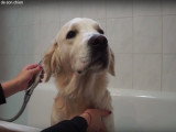 Comment laver son chien rapidement et sans eau !