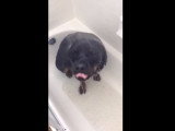 Un chien Rottweiler surpris sous la douche