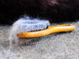 Une brosse avec des poils morts