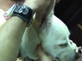 Comment nettoyer les oreilles de son chien
