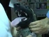 Conseils d'un vétérinaire pour nettoyer les dents d'un chien