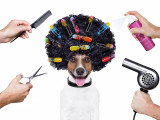 Faire toiletter son chien par un toiletteur canin