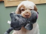Une astuce maline pour faciliter la coupe des griffes d'un chien
