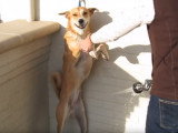 Une bonne douche pour un American Dingo