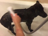 Un petit chien Kai Ken ne bouge pas d'un pouce pendant sa douche