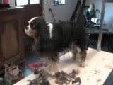 Toilettage d'un Cavalier King Charles Spaniel