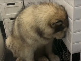 Un Malamute d'Alaska se cache pour ne pas prendre son bain