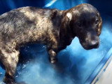 Premier bain et première nuit seul pour un chiot Plott Hound