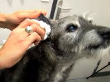 Comment nettoyer les oreilles de son chien