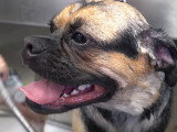 Le toilettage d'un chien Shug