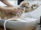 Le premier bain d'un Boshih