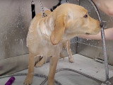Un chien Goldador chez le toiletteur