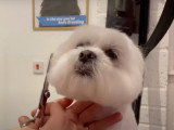 Un chien Lhatese au salon de toilettage