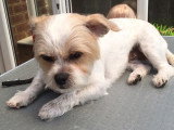 Un Shi Chi se repose après avoir été toiletté
