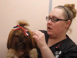 Le toilettage d'un Shorkie