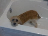 Un Bea-Tzu prend un bain
