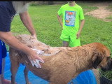 Ce Saint Bermastiff est lavé dans une piscine