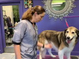 Une Border Collie Pyrénées va chez le toiletteur