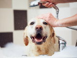 Un chien souriant en train de prendre un bain