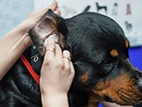 Comment nettoyer les oreilles d'un chien