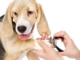 Comment couper les ongles d'un chien
