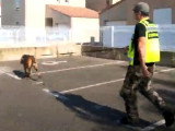 Un Saint-Hubert spécialiste de la recherche de personnes