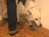 Un chien dressé pour détecter la mérule