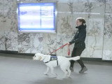La formation des chiens guide pour aveugles